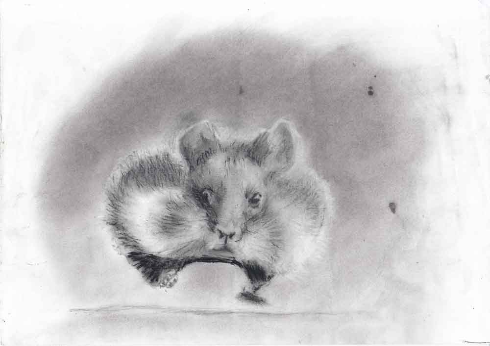 Hamster drawing. Graphite on standard paper 5 gr (21x29,7cm) (2017) (svenimal.art)